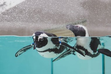 Penguen Durgun Havuzda Huzurlu Yüzüyor