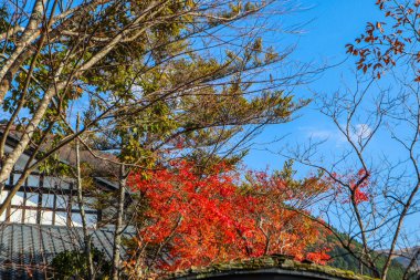 Japonya 'da parktaki güneş ışığı mevsiminde akçaağaç yaprağı