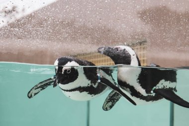 Penguen Durgun Havuzda Huzurlu Yüzüyor