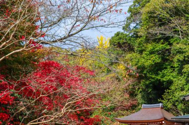 Japonya 'da parktaki güneş ışığı mevsiminde akçaağaç yaprağı