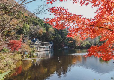 Güzel kırmızı akçaağaç yaprakları Kinrinko gölünde, oita, Japonya, sonbahar güneşli gününde