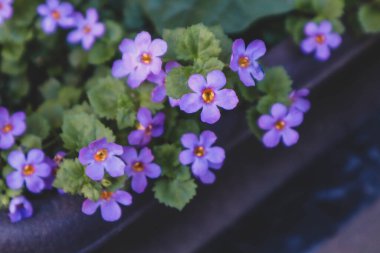 Bacopa 'nın gelişimi. Bacopa saksıda çiçek açar..