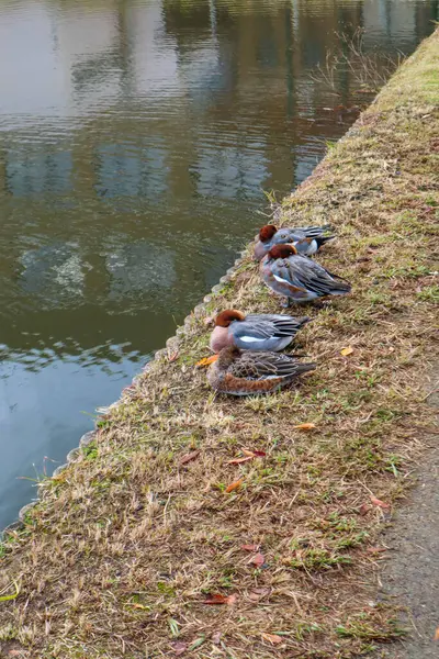 Ördekler tavuk çiftliğinin yanında önemli bir konumda.