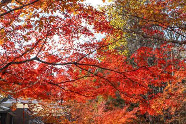 Japonya 'da parktaki güneş ışığı mevsiminde akçaağaç yaprağı