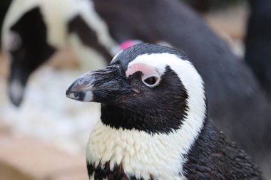 Komik Afrika penguen portresi yakın çekim