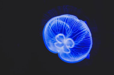 Büyük akvaryumda yüzen denizanaları..