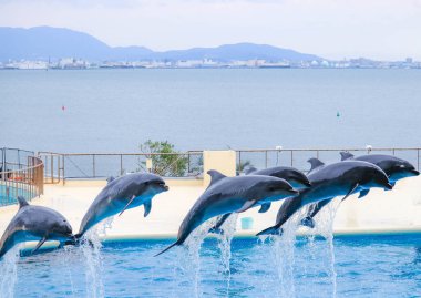 Bir grup eğitimli yunus su gösterisine atlıyor.