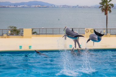 Yunuslar deniz kenarındaki bir akvaryumda gösteri yapıyorlar.