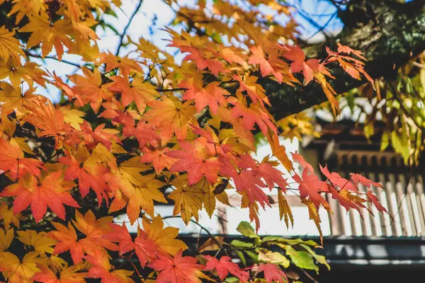 Japonya 'da parktaki güneş ışığı mevsiminde akçaağaç yaprağı