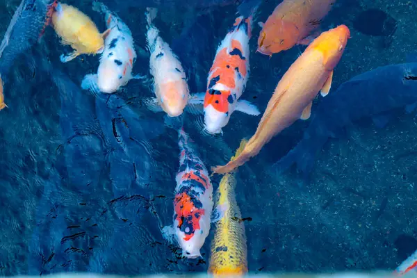 Canlı Japon Koi Sazanı Huzurlu Zen Bahçesi Havuzu