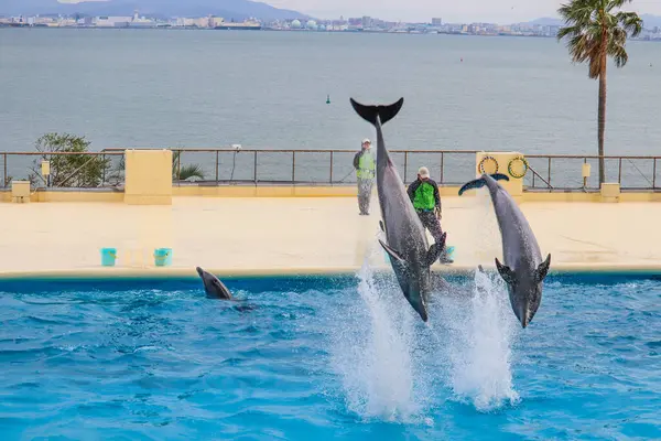 Yunuslar deniz kenarındaki bir akvaryumda gösteri yapıyorlar.