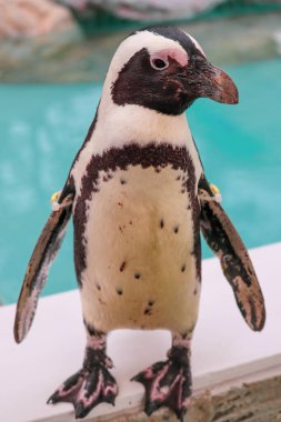 Komik Afrika penguen portresi yakın çekim