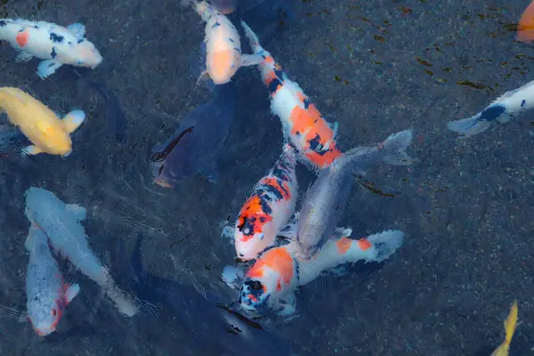 Canlı Japon Koi Sazanı Huzurlu Zen Bahçesi Havuzu