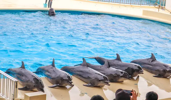 Yunuslar havuzda süzülüyor.