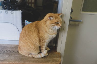 Mavi sandalyede uyuyan sevimli bir Turuncu Kedi.