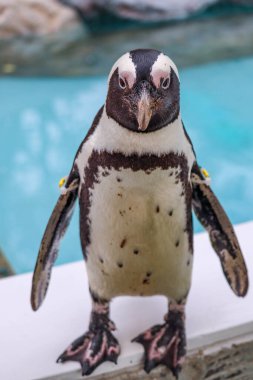 Komik Afrika penguen portresi yakın çekim