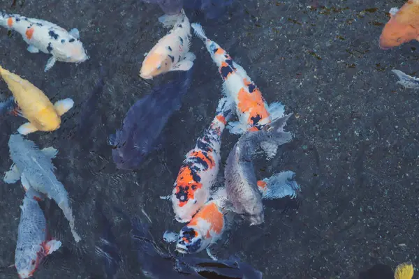 Canlı Japon Koi Sazanı Huzurlu Zen Bahçesi Havuzu