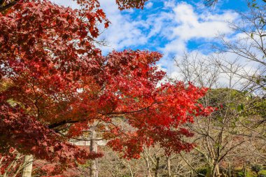 Japonya 'da parktaki güneş ışığı mevsiminde akçaağaç yaprağı