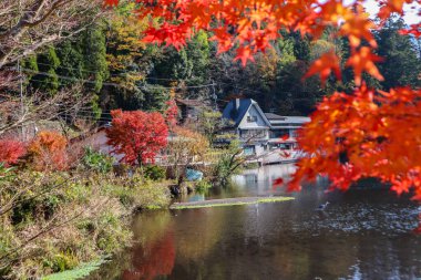 Güzel kırmızı akçaağaç yaprakları Kinrinko gölünde, oita, Japonya, sonbahar güneşli gününde