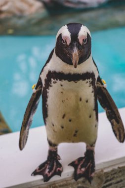 Komik Afrika penguen portresi yakın çekim