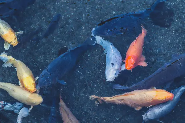 Yıpranmış halat, körfez kıyısındaki bir rıhtımda paslı bir kordonun etrafına dolanmış. Limanda sakin bir an.