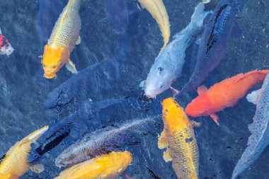 Canlı Japon Koi Sazanı Huzurlu Zen Bahçesi Havuzu
