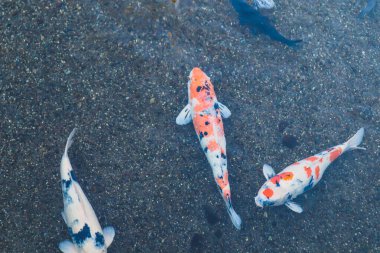 Canlı Japon Koi Sazanı Huzurlu Zen Bahçesi Havuzu