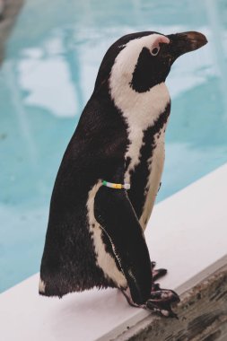 Komik Afrika penguen portresi yakın çekim