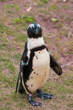 Komik Afrika penguen portresi yakın çekim