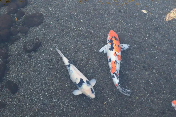 Canlı Japon Koi Sazanı Huzurlu Zen Bahçesi Havuzu