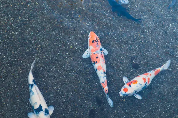 Canlı Japon Koi Sazanı Huzurlu Zen Bahçesi Havuzu