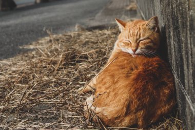 Aoshima 'nın ünlü kedi adasının sokaklarındaki kediler.