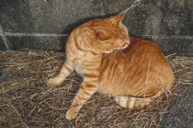Aoshima 'nın ünlü kedi adasının sokaklarındaki kediler.