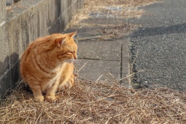 Aoshima 'nın ünlü kedi adasının sokaklarındaki kediler.