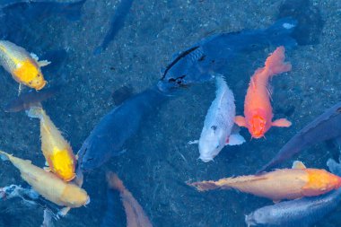 Canlı Japon Koi Sazanı Huzurlu Zen Bahçesi Havuzu