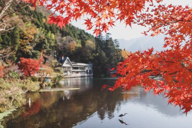 Güzel kırmızı akçaağaç yaprakları Kinrinko gölünde, oita, Japonya, sonbahar güneşli gününde