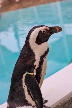 Komik Afrika penguen portresi yakın çekim