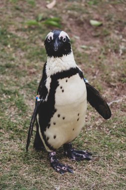 Komik Afrika penguen portresi yakın çekim