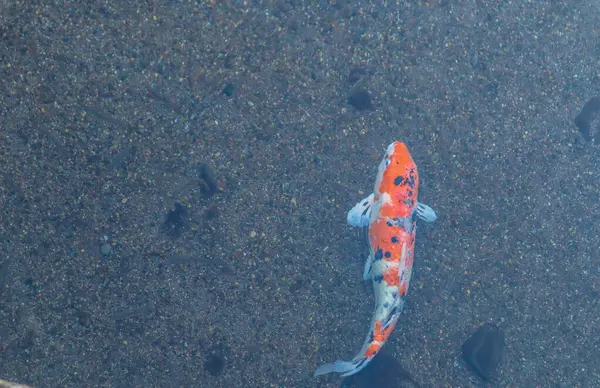 Canlı Japon Koi Sazanı Huzurlu Zen Bahçesi Havuzu