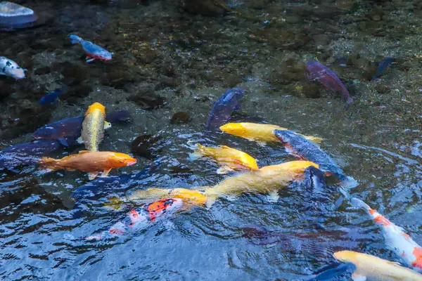 Canlı Japon Koi Sazanı Huzurlu Zen Bahçesi Havuzu