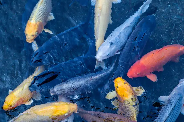 Canlı Japon Koi Sazanı Huzurlu Zen Bahçesi Havuzu