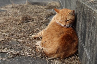 Aoshima 'nın ünlü kedi adasının sokaklarındaki kediler.