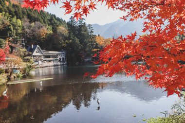 Güzel kırmızı akçaağaç yaprakları Kinrinko gölünde, oita, Japonya, sonbahar güneşli gününde