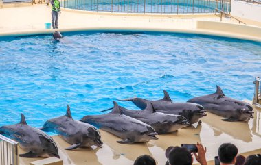 Yunuslar havuzda süzülüyor.