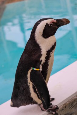 Komik Afrika penguen portresi yakın çekim