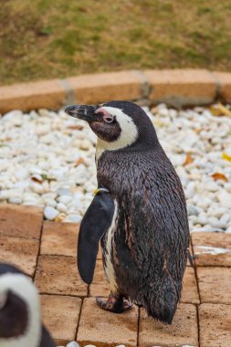 Komik Afrika penguen portresi yakın çekim
