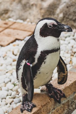 Komik Afrika penguen portresi yakın çekim