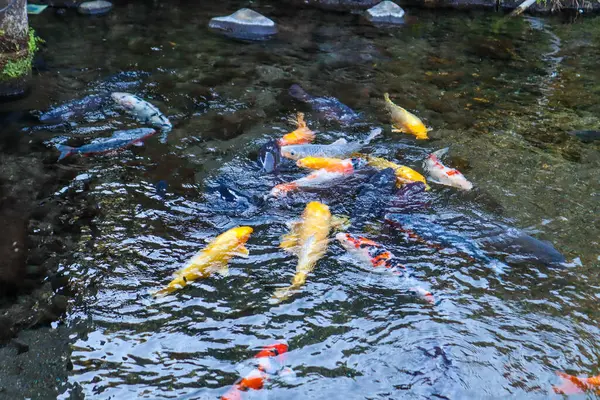 Canlı Japon Koi Sazanı Huzurlu Zen Bahçesi Havuzu