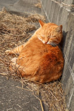 Aoshima 'nın ünlü kedi adasının sokaklarındaki kediler.