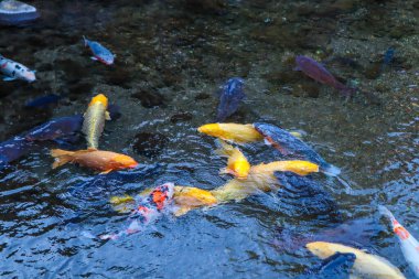 Canlı Japon Koi Sazanı Huzurlu Zen Bahçesi Havuzu
